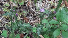 Carduus pycnocephalus