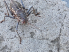 Acanthoplus