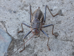 Acanthoplus