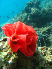 Hexabranchus