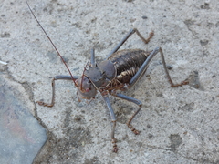 Acanthoplus
