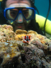 Chromodoris magnifica