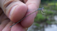 Enallagma daeckii