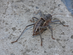 Acanthoplus