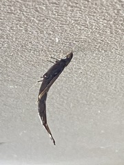 Atractocerus brevicornis