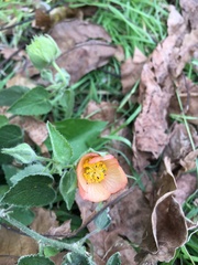 Callianthe pauciflora
