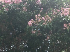 Lagerstroemia indica