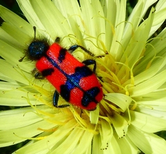 Trichodes umbellatarum