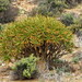Aloidendron ramosissimum - Photo 由 Gigi Laidler 所上傳的 (c) Gigi Laidler，保留部份權利CC BY-NC