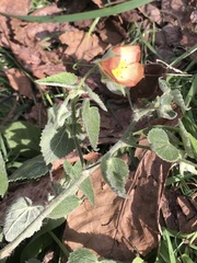 Callianthe pauciflora