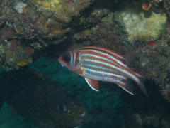 Sargocentron rubrum