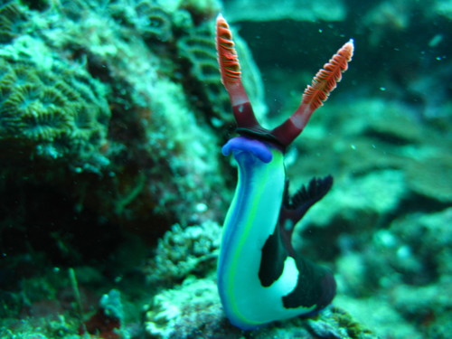 セグロリュウグウウミウシ