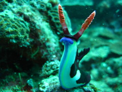 Nembrotha