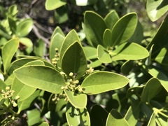 Santalum ellipticum