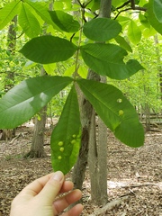 Phylloxera caryaescissa