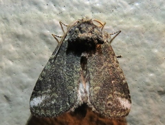 Rifargia subrotata