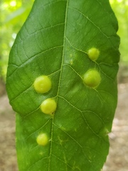 Phylloxera caryaescissa