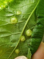 Phylloxera caryaescissa