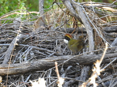 Arremon brunneinucha