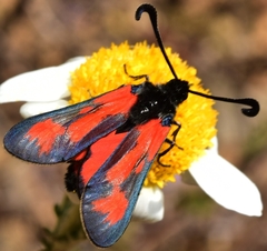 Zygaena sarpedon