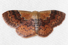 Leptostales ferruminaria