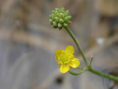 Ranunculus ophioglossifolius
