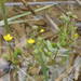 Adder's-tongue Spearwort - Photo (c) Sylvain Piry, some rights reserved (CC BY-NC), uploaded by Sylvain Piry