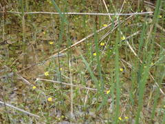 Ranunculus ophioglossifolius