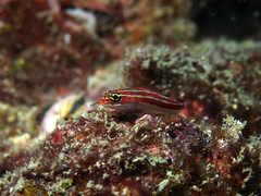 Helcogramma striata