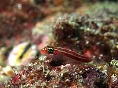 Helcogramma striata