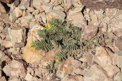 Alkanna orientalis