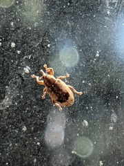 Ellescus ephippiatus