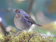 Catharus occidentalis