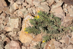 Alkanna orientalis