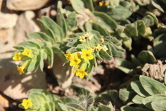 Alkanna orientalis