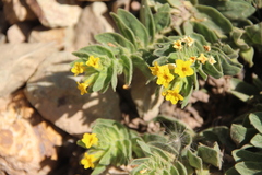 Alkanna orientalis