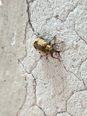 Ellescus ephippiatus