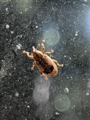 Ellescus ephippiatus