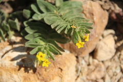 Alkanna orientalis