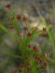 Bulbostylis barbata