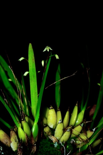 Fairy orchid (Nidema ottonis)