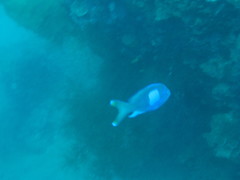 Pseudanthias pleurotaenia