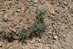 Eremogone cucubaloides