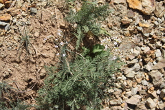 Eremogone cucubaloides