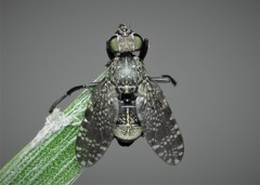 Platystoma seminationis