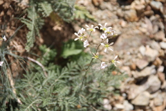 Eremogone cucubaloides