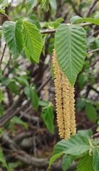 Ostrya carpinifolia