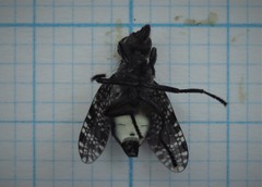 Platystoma seminationis