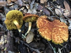 Boletus subtomentosus image