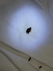 Ateuchus histeroides